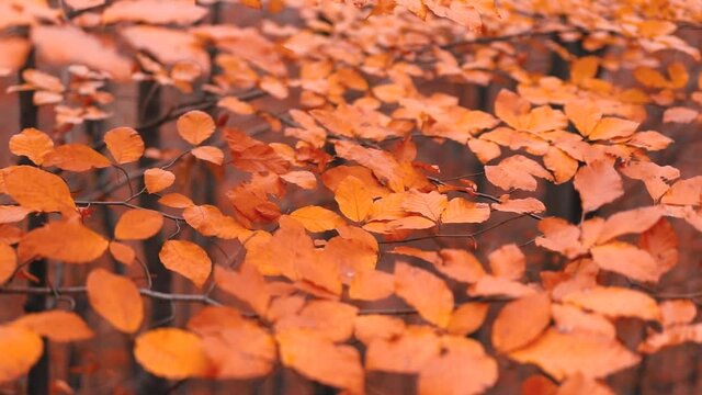 A 4K rendering of trees with red-brown leaves that swaying in the autumn wind