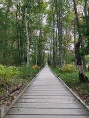 Obraz premium Jesup Path hiking trail in Acadia National Park, Bar Harbor, Maine