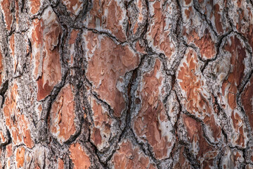 Bark of pine tree. Natural coniferous bark background