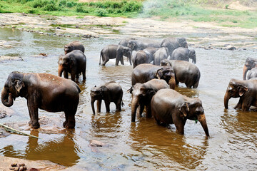 Fototapeta na wymiar Elephants bathing and swimming in orphanage zoo Sri-Lanka
