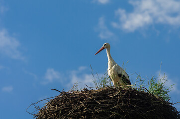 White Stork Nesting against a blue sky