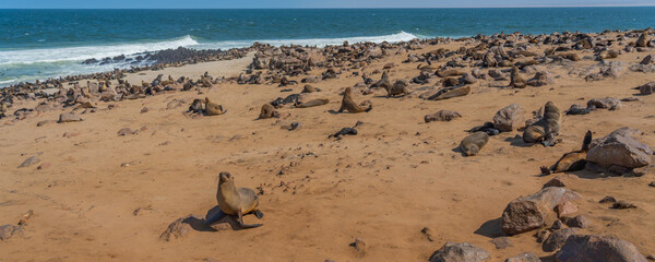 Obraz premium Colony of fur seals at Cape Cross at the skelett coastline of Namibia at the Atlantic Ocean