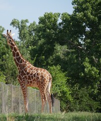 Side view of a giraffes standing close to a fence in a wooded area