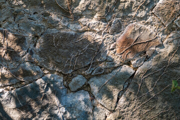 Background of Old stone wall with the remains of creeping plants