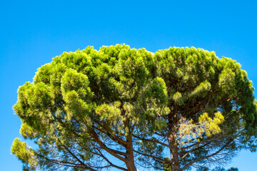 Green pine tree with long needles on a background of blue sky. Freshness, nature, concept. Latin: Pinus brutia