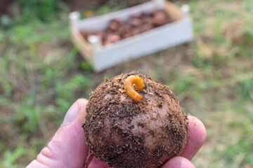 Insect pest wireworm. Parasitic worms, beetle larvae. They feed on agricultural crops.