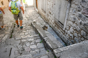 Obraz na płótnie Canvas An ill stray cat sits in a hilly stone alley in the medieval old town of the walled city of Kotor, Montenegro, the City of Cats