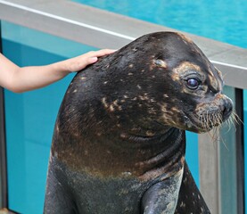 Fototapeta premium Close up of a sea lion with a woman's hand patting it