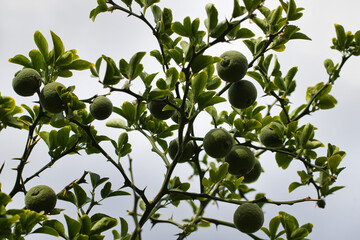 View of lime citrus tree branch in the summer garden