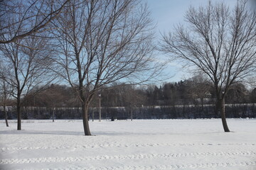 trees in the snow