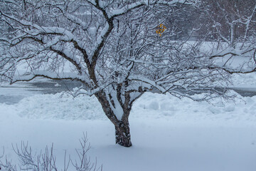 Fototapeta na wymiar Full frame texture background of heavy snow accumulating on the branches of a deciduous tree during a winter blizzard