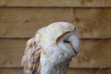 A white owl
