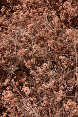 background of small brown dry flowers