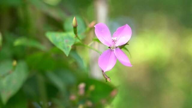 Melastomataceae is a family of dicotyledonous flowering plants. Honolulu, Oahu, Hawaii. Arthrostemma ciliatum  
