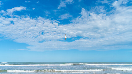 seagull flying over the sea