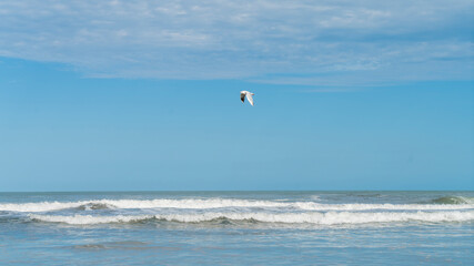 seagulls on the beach