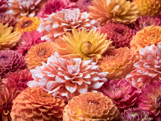 USA, Washington State, Sammamish Dahlia flower design and patterns