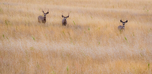 USA, Washington State, Palouse Eastern Washington with three Bucks watching from the tall grasses