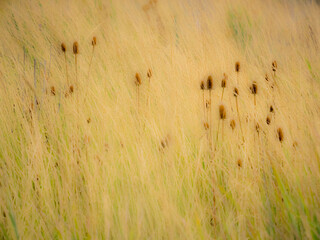 USA, Washington State, Palouse, Eastern Washington and Teasel and grasses gold colors