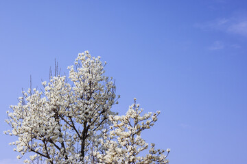 満開のモクレン