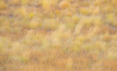 USA, Washington State, Eastern Washington Palouse and soft focus on golden grasses