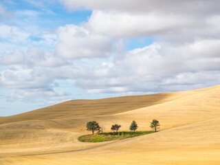 USA, Washington State, Eastern Washington Palouse at harvest time and 4 lone trees