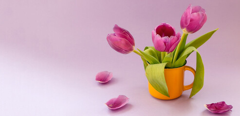 Banner :three lilac tulips in a yellow cup, fallen petals next to each other, pastel background, side view, space for text