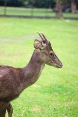 deer in the Animal Park