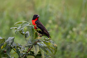 Oiseau à Guatemala en Guyane