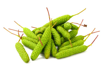 A Pile of Birch (Betula Pendula) Catkins. Also known as Silver Birch, Warty Birch, European White or East Asian White Birch. Isolated on White.