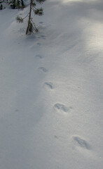Tracks in snow, Sierra Nevadas California 2