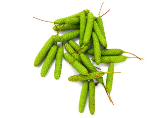 Birch (Betula Pendula) Catkins Top View. Also known as Silver Birch, Warty Birch, European White or...