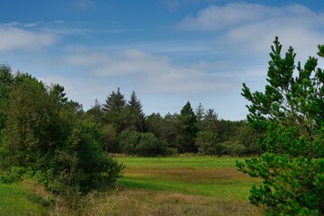 Jutland, wilderness landscape on sunny day with forest