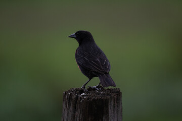 Oiseau sur les routes de Guyane
