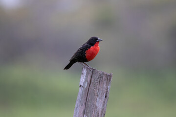 Oiseau à Guatemala