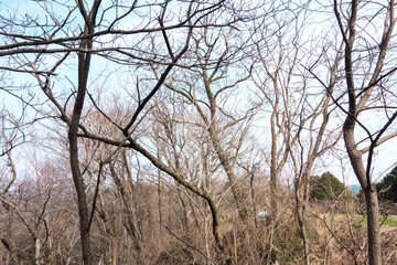 長い年月で朽ち果てた木々