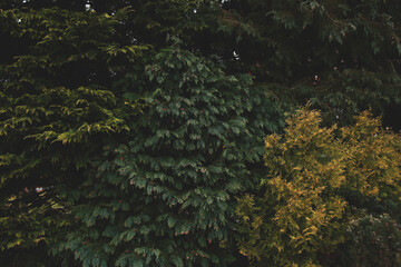 beautiful green arborvitae tree branches, modern botanical background
