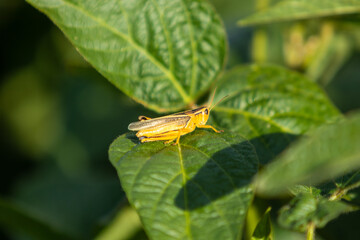 Grasshopper sits atop soybean plant in farm field