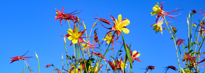 Yellow and red aquilegia flowers against blue sky