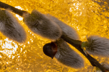 first signs of spring, a branch of a blossoming willow tree, © Ewelina