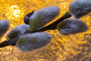 first signs of spring, a branch of a blossoming willow tree,