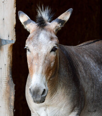 Z&eacute;br&acirc;ne