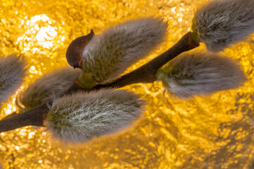 first signs of spring, a branch of a blossoming willow tree, © Ewelina
