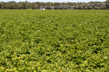 Field of potatoes with irrigation pivot