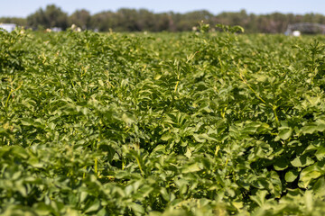 Potato plants growing in a large field