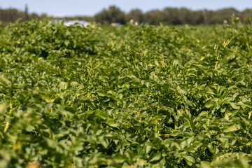 Potato plants growing in field on commercial vegetable farm