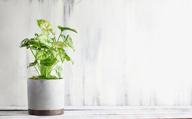 Potted Arrowhead Plant, Syngonium Podophyyum, houseplant over a rustic wood table with space for text.