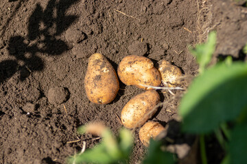 Freshly dug potatoes in soil