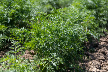 Leafy tops of carrot crop in field