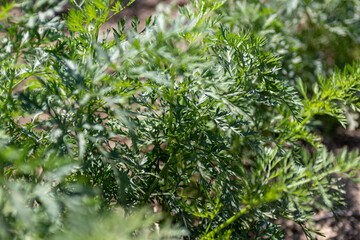 Closeup of carrot tops growing in rows on large-scale vegetable farm